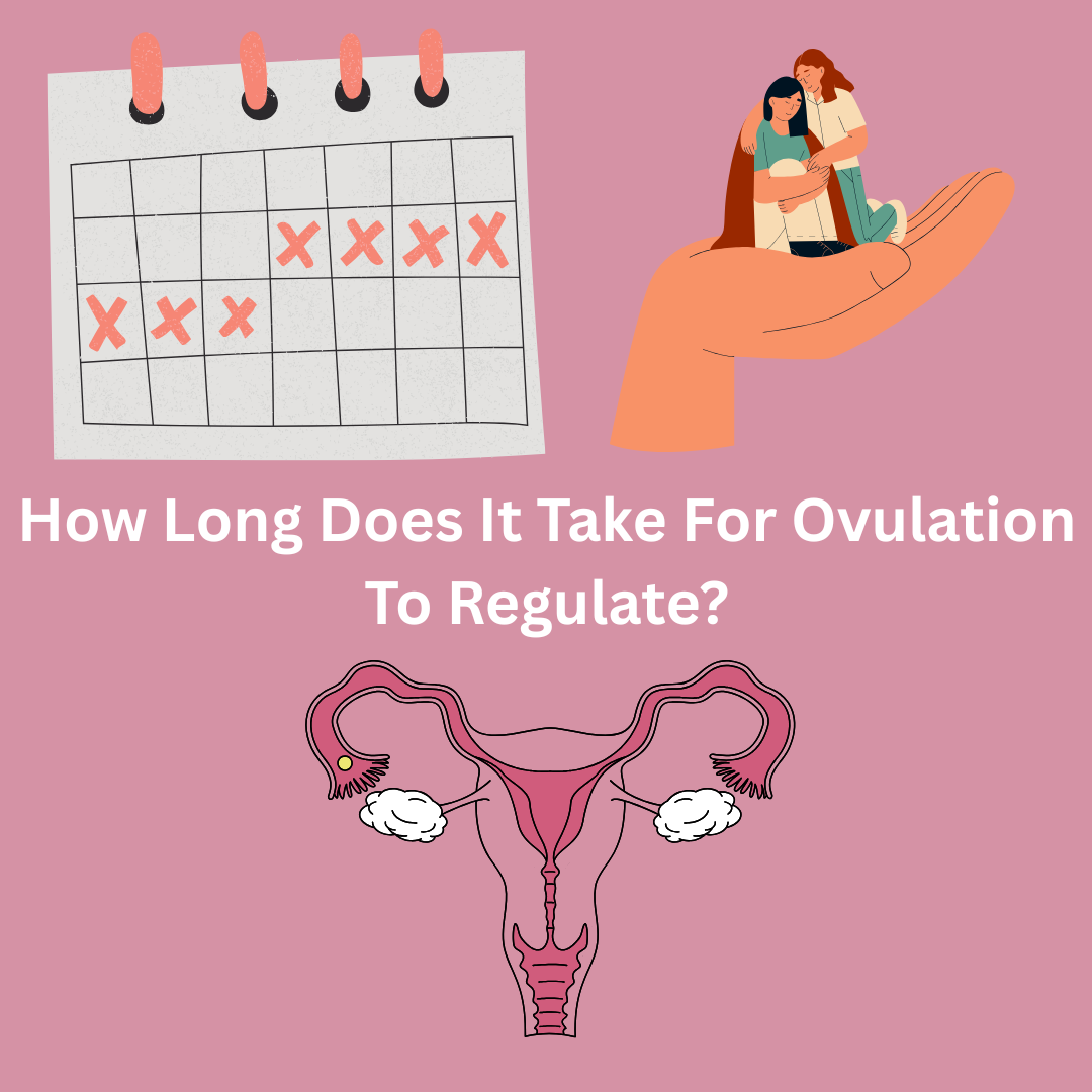 How Long Does It Take For Ovulation To Regulate?